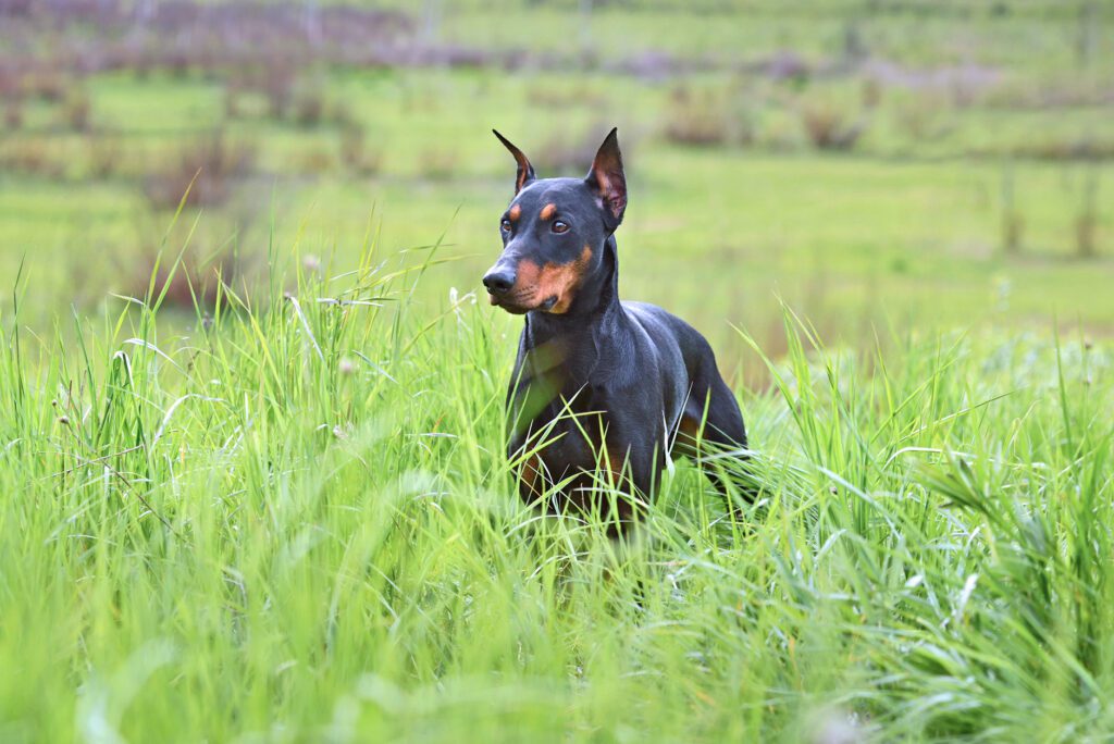 doberman with cropped ears