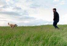 Dog running to it's male owner through a tall grassy field.