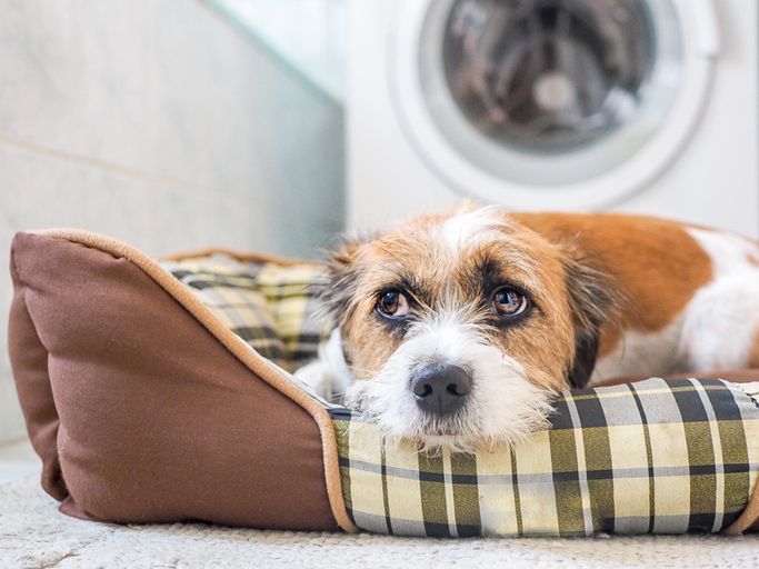 A dog scared of thunder is an unhappy dog.