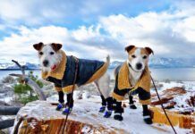 Two sartorial terriers, Zoe and Zak, on a winter stump in front of Lake Tahoe.