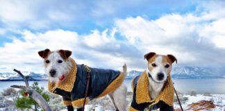 Two sartorial terriers, Zoe and Zak, on a winter stump in front of Lake Tahoe.