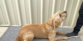 teach your dog to lie down on cue with force free techniques.