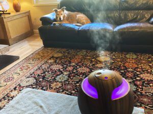 dog and essential oil diffuser