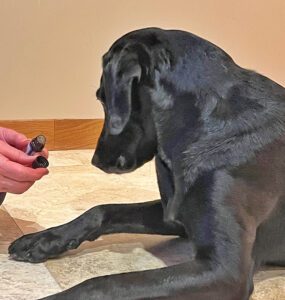 dog and essential oil