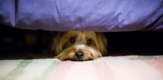 terrier dog hiding under a bed.