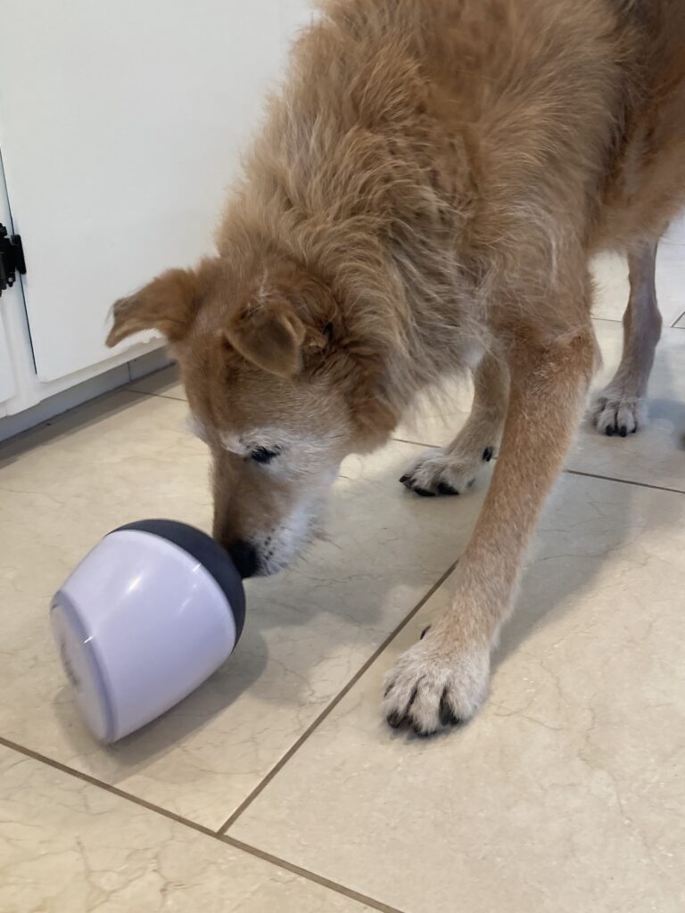 dog playing with treat dispenser