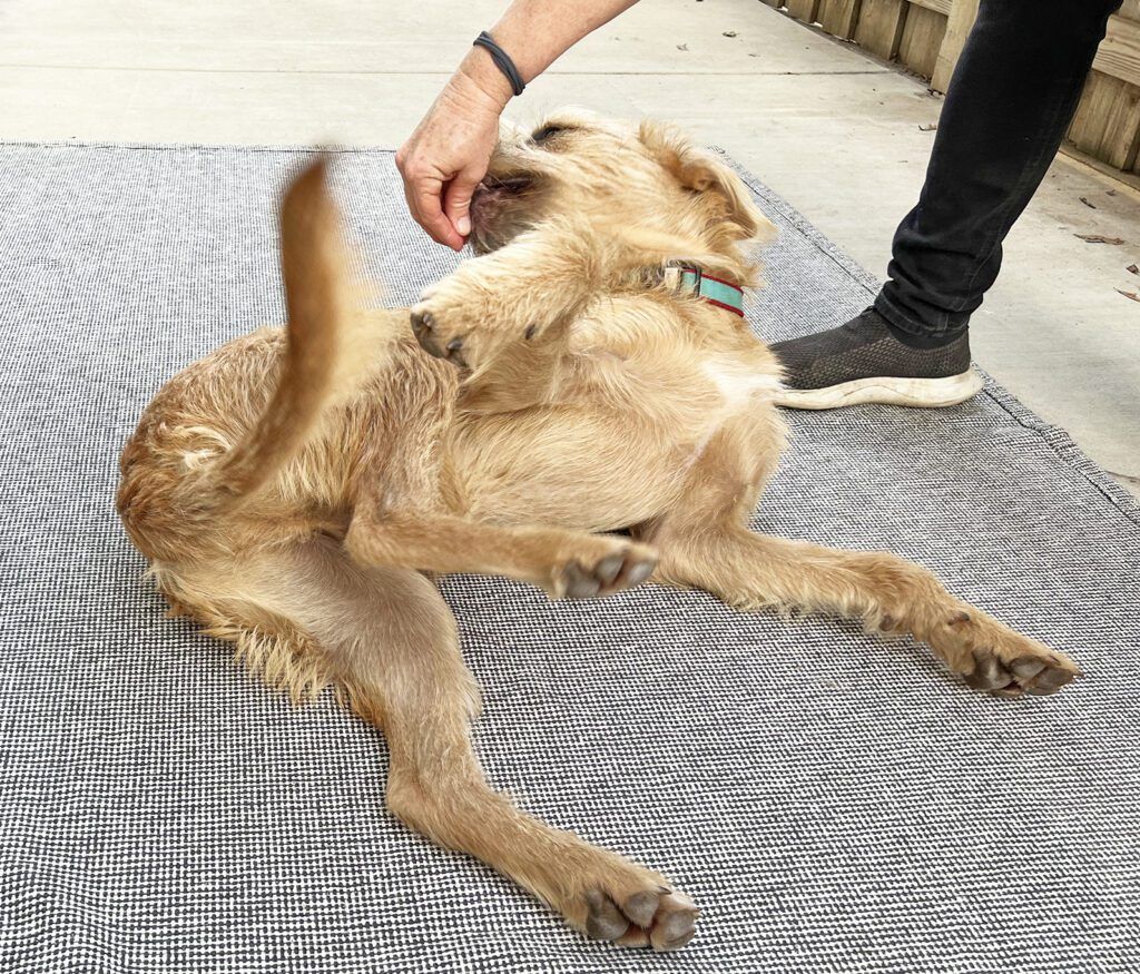 How to Teach Your Dog to Roll Over Whole Dog Journal