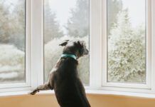 Anti-anxiety medications for dogs can help calm destructive behaviors.