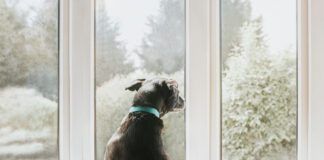 Dog looking out a Window