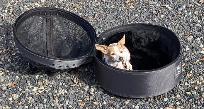 small dog in sleepypod mobile pet bed