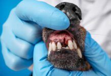 The human hands wearing blue sterile gloves, holding dachshund head, show to the camera dog teeth without one front tooth. Veterinarian in white coat checking animal dental health.