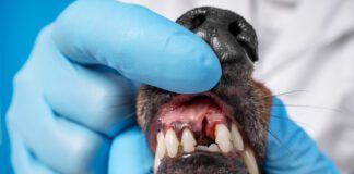 The human hands wearing blue sterile gloves, holding dachshund head, show to the camera dog teeth without one front tooth. Veterinarian in white coat checking animal dental health.