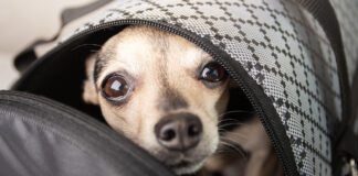 the dog in the bag is afraid, safe transportation of animals, pet delivery, attentive attitude to puppies in airlines, careful flights