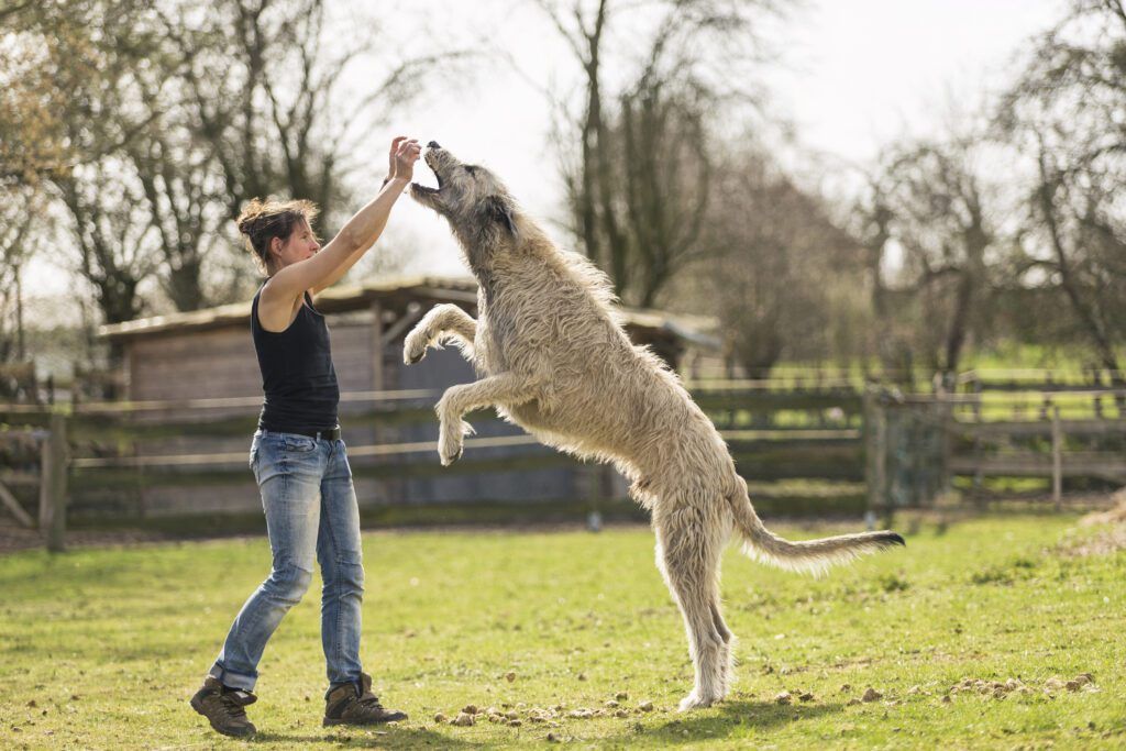 Best Age to Neuter a Male Dog Whole Dog Journal