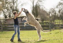 Woman training Irish Wolfhound on a meadow