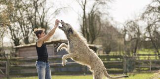 Woman training Irish Wolfhound on a meadow