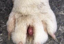 Cysts on dogs can occur for several reasons. They're usually benign but they can be annoying and unsightly.