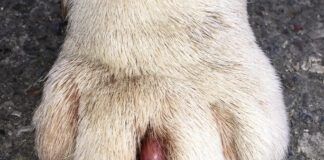 cyst on dog paw