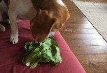 Dogs can eat cabbage, and it has some health benefits.