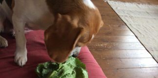 Dogs can eat cabbage, and it has some health benefits.