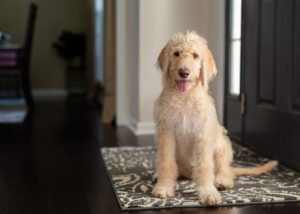 Young yellow and cream labradoodle sitting on a foyer rug looking at the camera