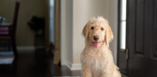 Young yellow and cream labradoodle sitting on a foyer rug looking at the camera