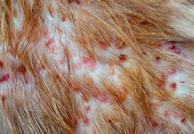 Closeup the disease on cat skin, Dermatitis in dog, skin laminate and dog hair fallen