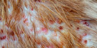 Closeup the disease on cat skin, Dermatitis in dog, skin laminate and dog hair fallen