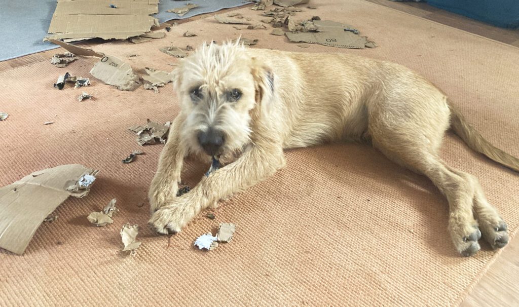 dog shredding cardboard