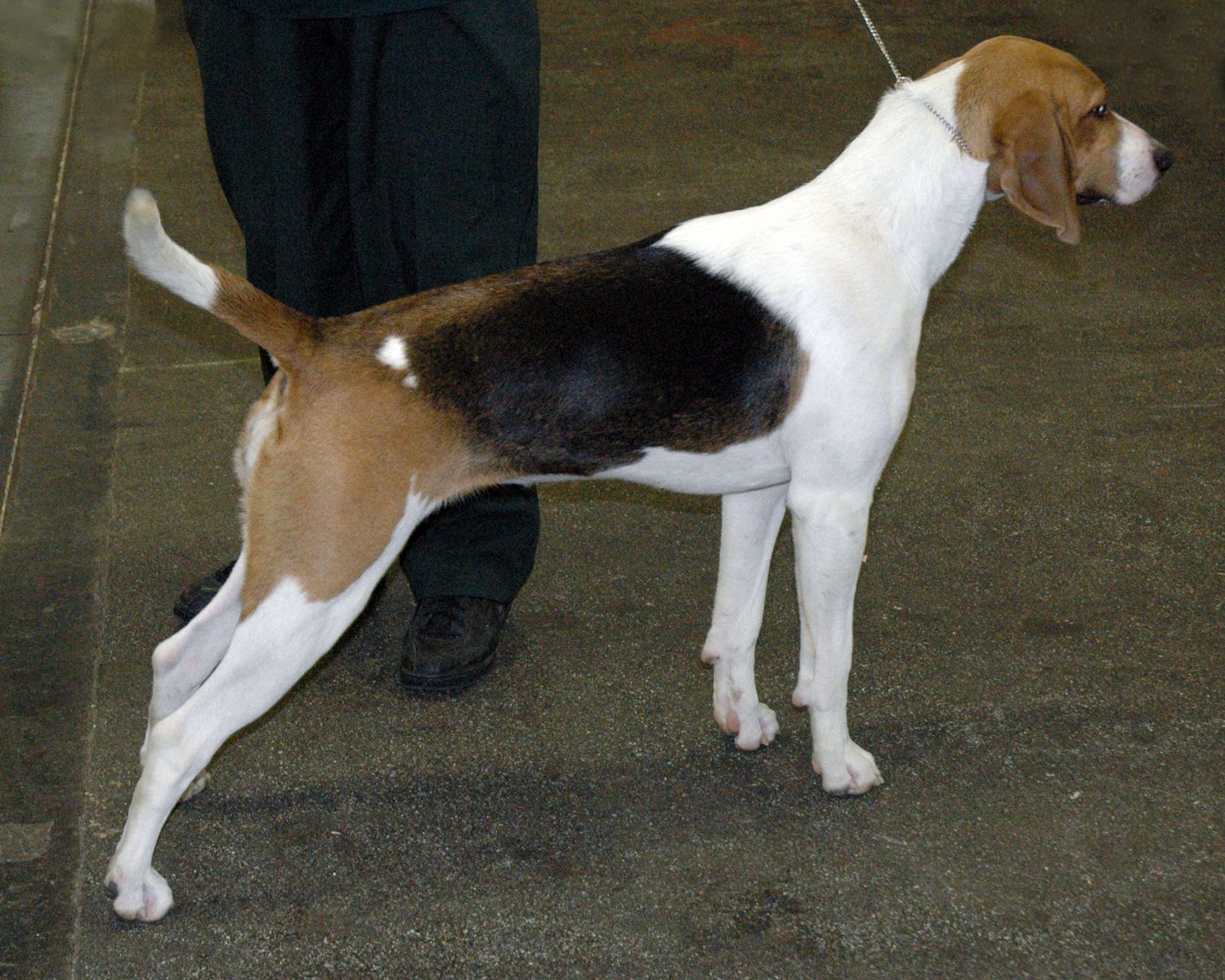 Dew Claw Removal Are Dew Claws Neccessary? Whole Dog Journal