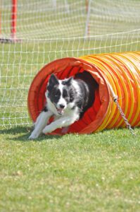 dog doing an agility tunnel