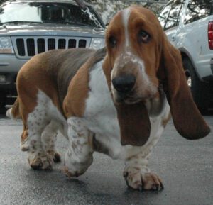 dewclaws on a basset hound