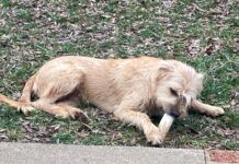 dog chewing bone