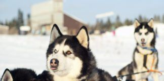 dog with snow nose