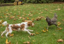 dog chasing chicken