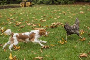 dog chasing chicken
