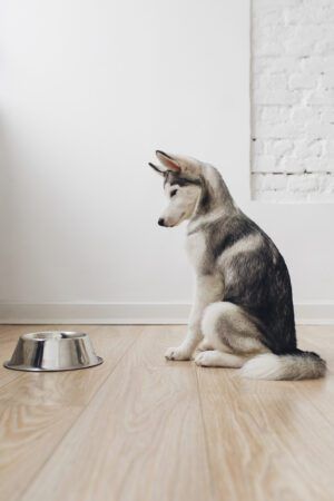 dog not eating from bowl