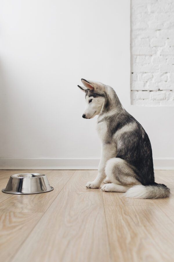 Why Won’t My Dog Eat Out of His Bowl? Whole Dog Journal