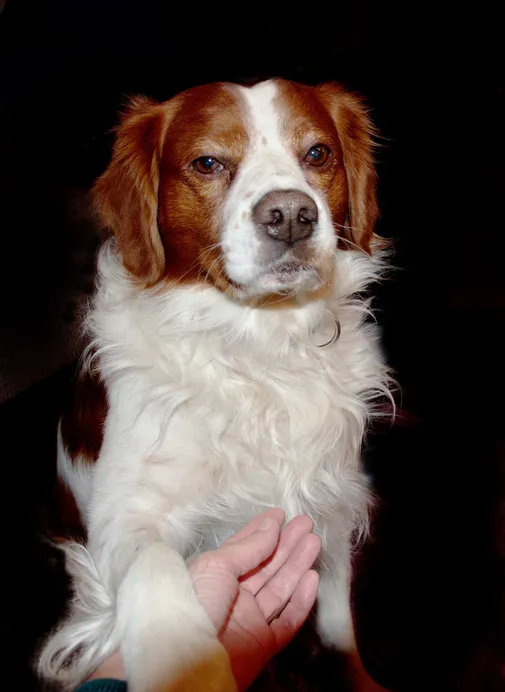 Close-Up Portrait Of Dog Against Black Background why do dogs give your their paw