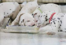 dogs eating scrambled eggs