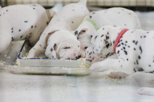 dogs eating scrambled eggs