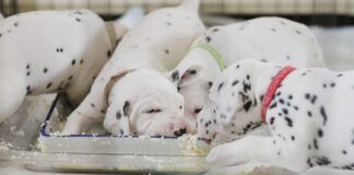 Bland foods are one of the best foods for dogs with diarrhea.