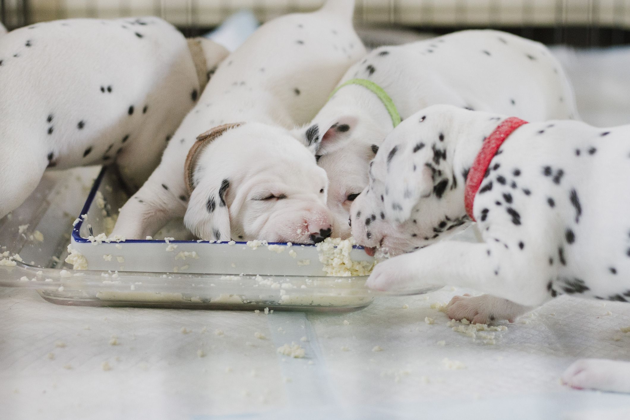 Best Foods for Dogs with Diarrhea Whole Dog Journal