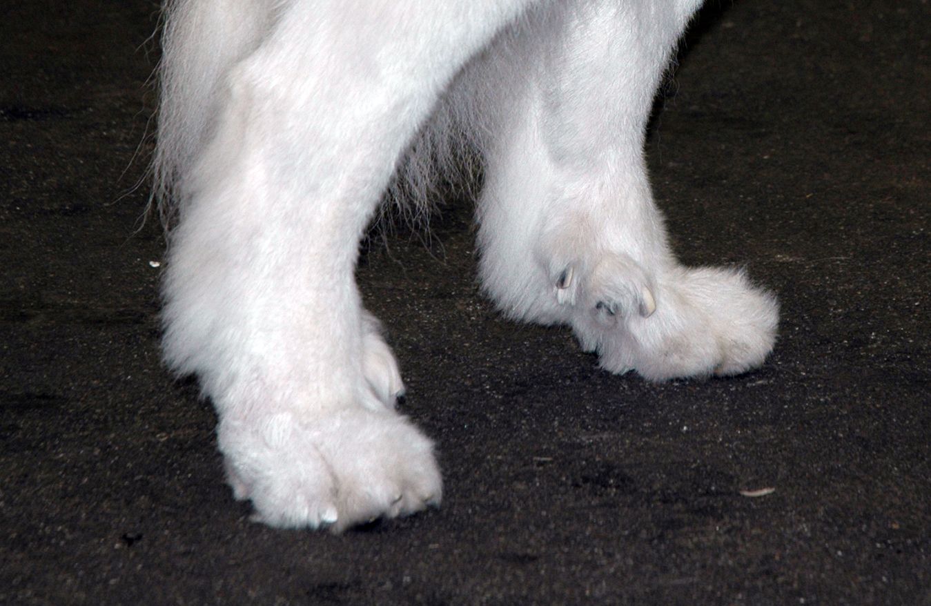 Dew Claw Removal Are Dew Claws Neccessary? Whole Dog Journal
