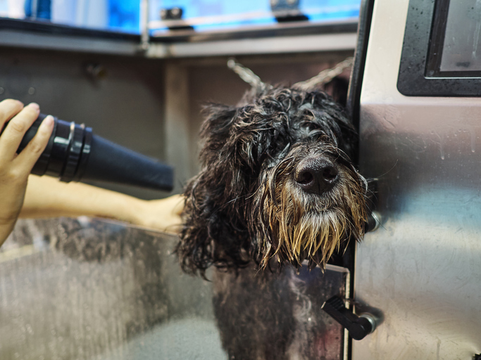 dog getting dried after a bath