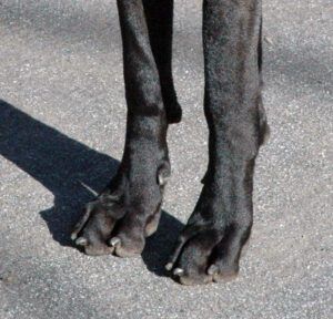 Dew claw removal is controversial. Some dew claws are necessary. Others serve no purpose other tan to be damaged.