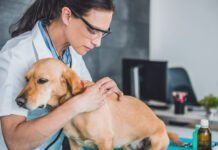 vet checking for moles on dog
