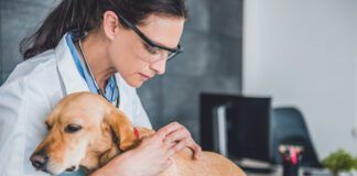 vet checking for moles on dog