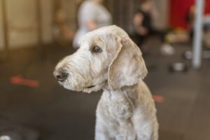 Obedient dog at boutique gym with owner