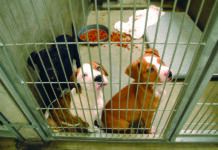 dogs in shelter